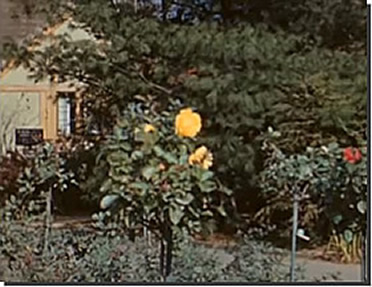 gardens on parade - flowers