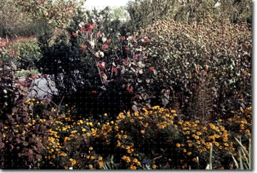 Gardens on Parade