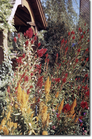 Gardens on Parade