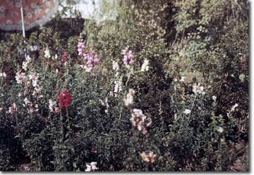 gardens on parade - flowers