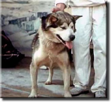 One of the Huskies belonging to Admiral Byrd
